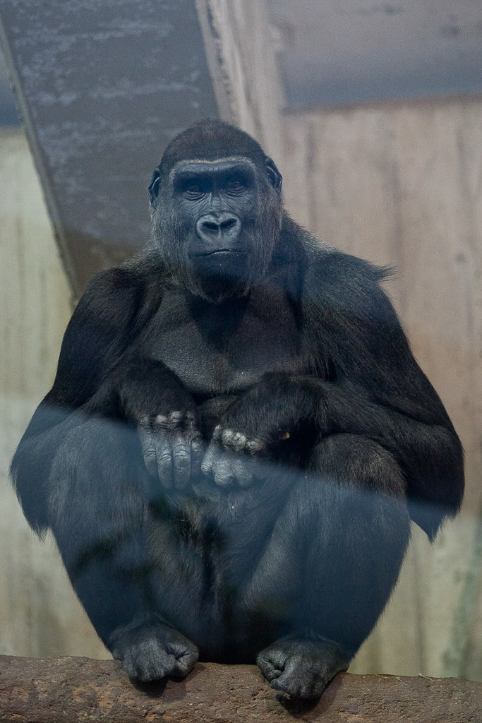 The Well Groomed Gorilla