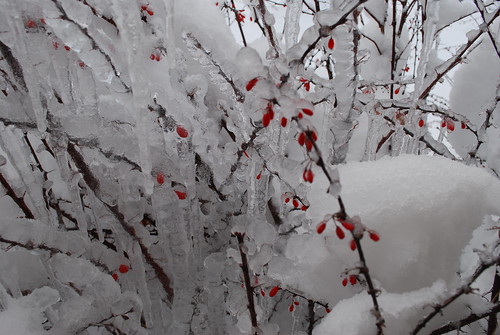 Barberry bushes in winter