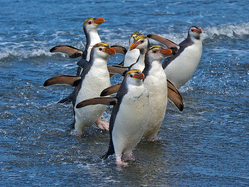 Royal Penguins by rbtcave