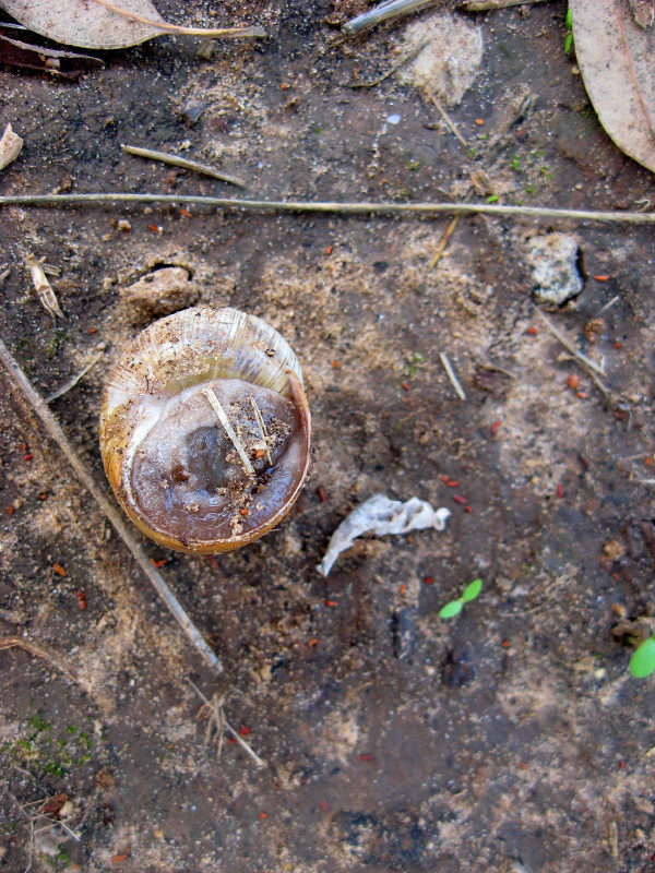 18-12-2010-trapped-snail