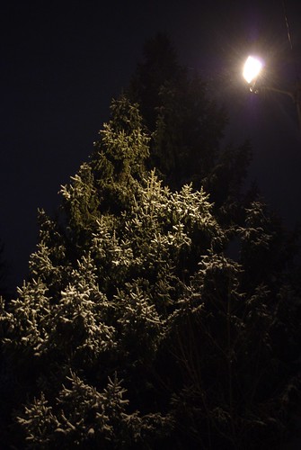 Tree, Snow, and Streetlamp