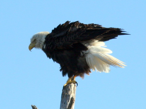 Bald Eagle 3-20101221
