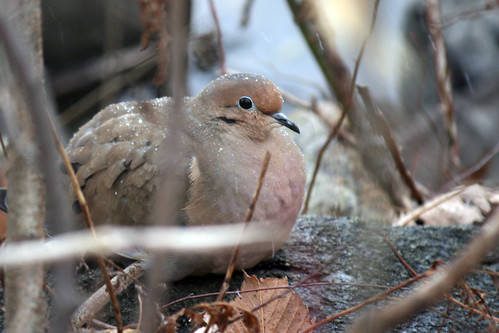 snowy dove by the pond