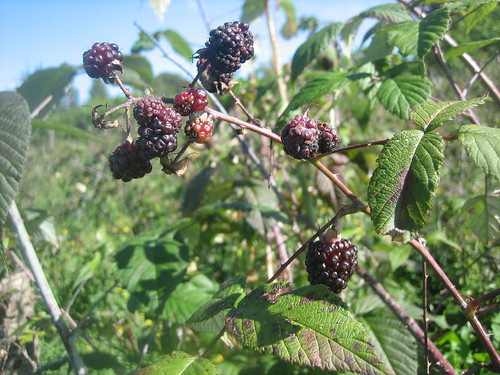 Mora (Black berries)