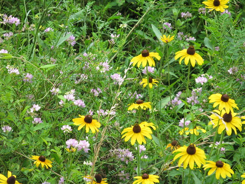 Many wildflowers adorn the trail.