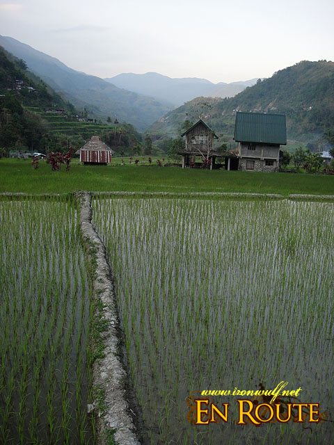 Rice field and houses