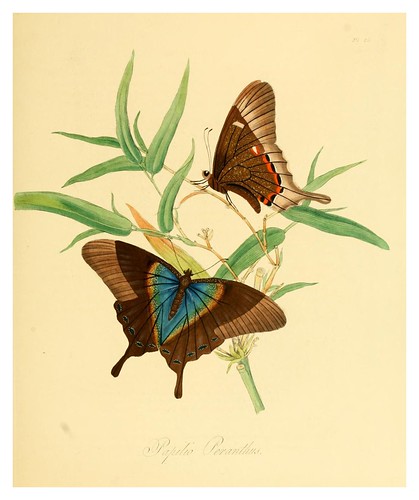 005-Papilio Peranthus-Natural history of the insects of China…1842- Edward Donovan