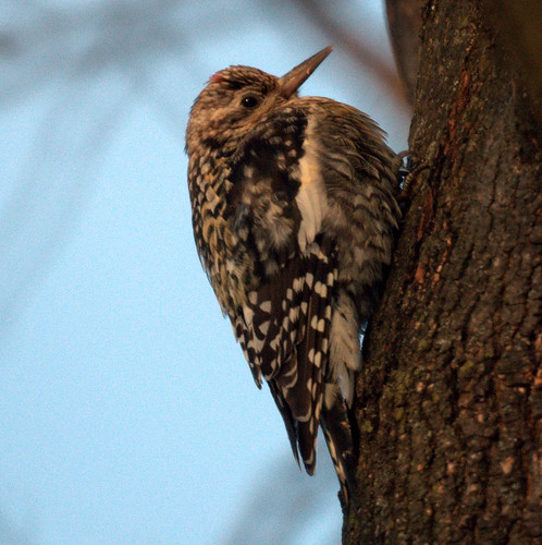 A fat sapsucker (yellow-bellied)