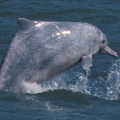 白海豚的未來，仍操之於政府後續的積極保育作為