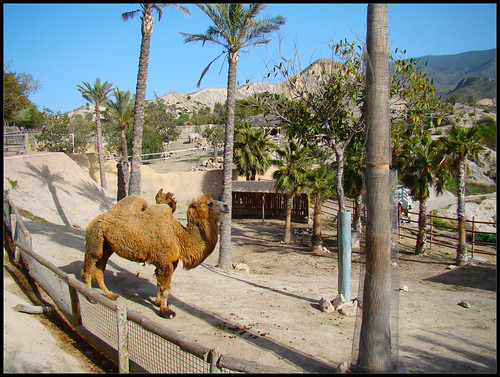 Camellos en Tabernas