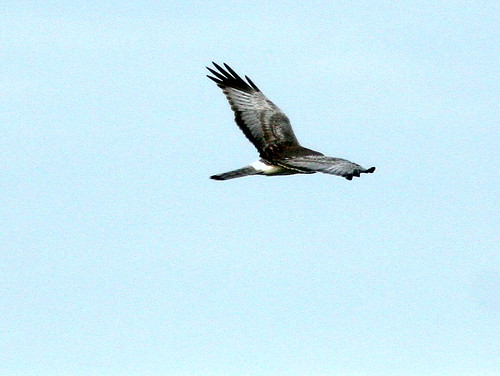 Northern Harrier male 4-20101123