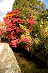 哲学の道 京都の紅葉
