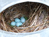 20101122b Birds nest