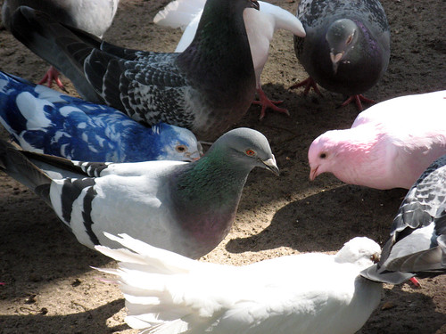 Pigeons at the Efteling