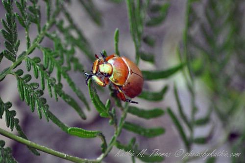 Christmas Beetle