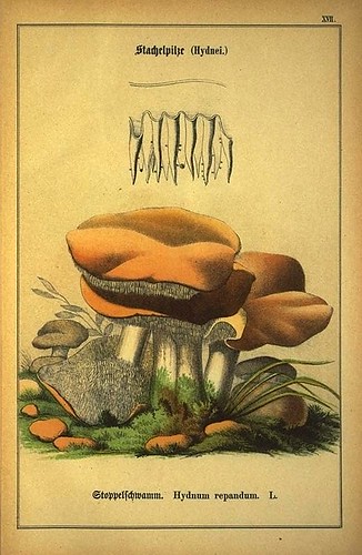 006-Allgemein verbreitete eßbare und schädliche Pilze 1876- Wilhelm von Ahles 