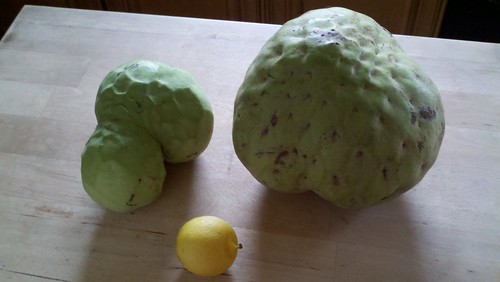 Crazy giant fruit!