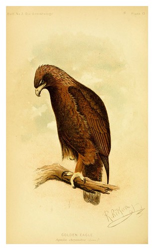 023-Aguila dorada-The hawks and owls of the United States..1893- Albert Kenrick Fisher