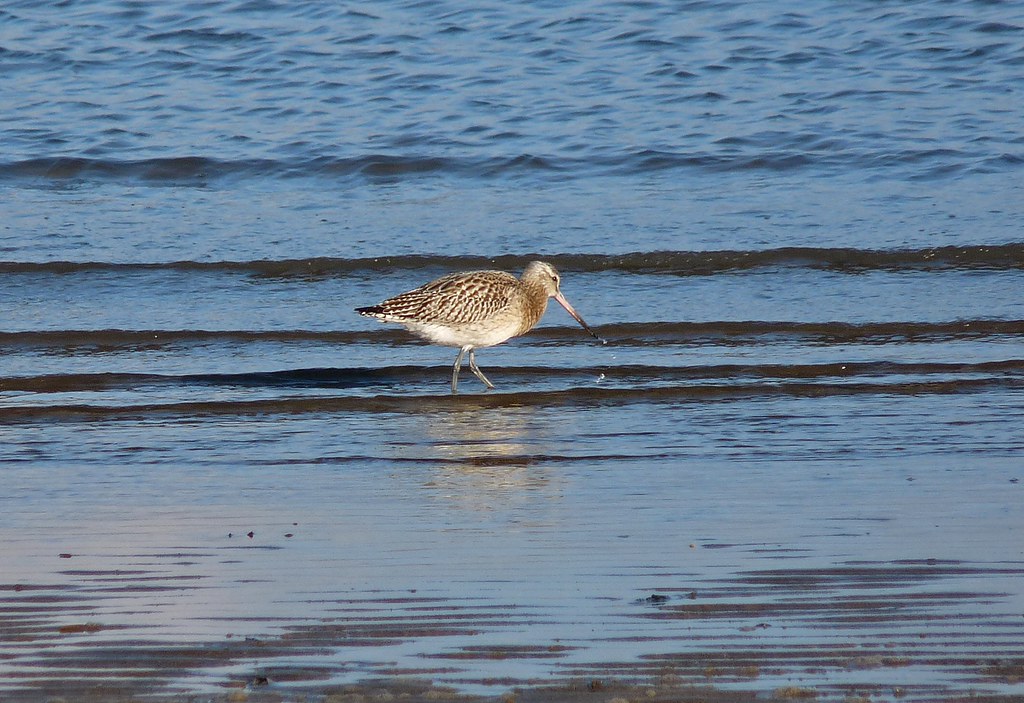 23816 - Bar Tailed Godwit, Whitford Sands, Gower
