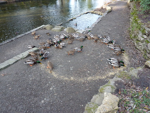 Duck circle two