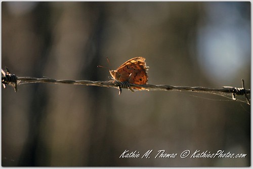 Butterfly on fence wire