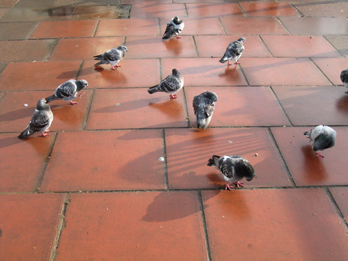 pigeons preening