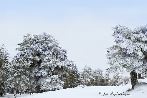 ÁRBOLES CON NIEVE / TREES WITH SNOW