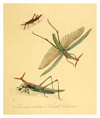 009-Fruxalis vittatus-Natural history of the insects of China…1842- Edward Donovan