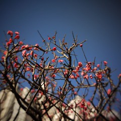 Red "ume" blossoms.