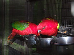 Tilgate Park - Aviary