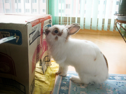 bunny in Cheonan