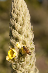 Bee, San Francisco Botanical Garden, Golden Gate Park