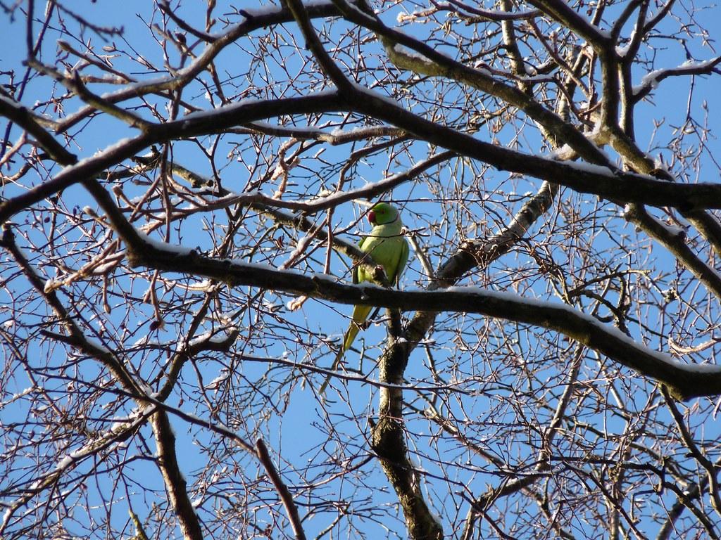 23766 - Ring Necked Parakeet, Singleton Park