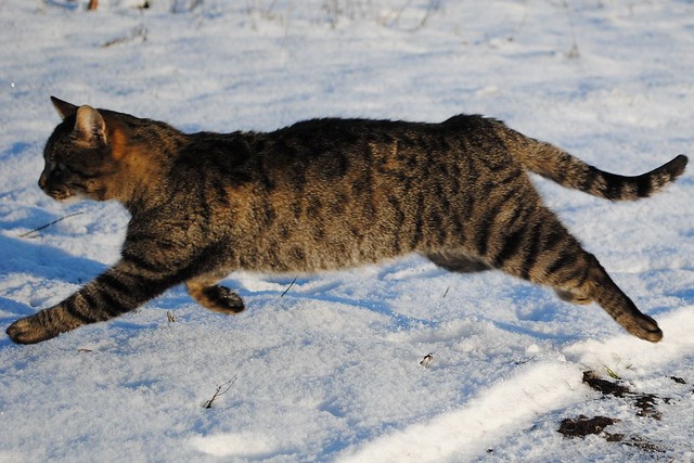 Прыгающий кот на снегу