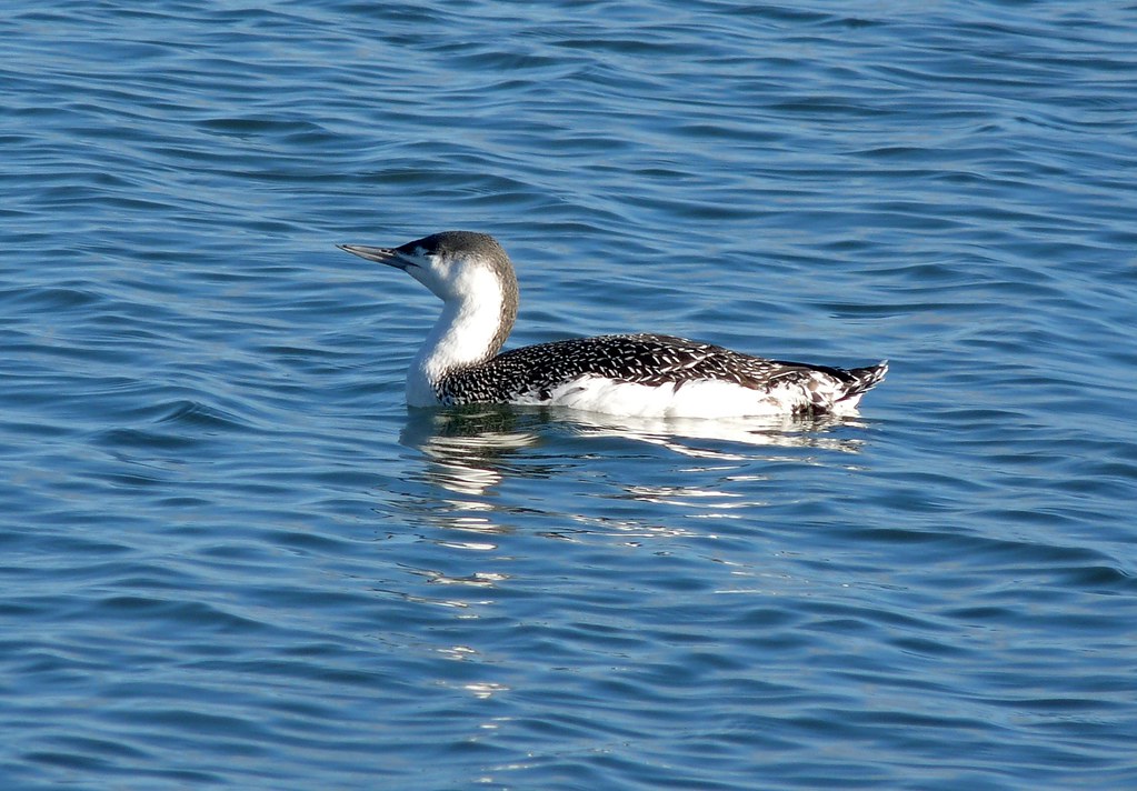 23868 - Red Throated Diver, Fishguard