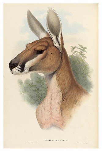 008-Gran canguro rojo.-The mammals of Australia 1863-John Gould- National Library of Australia Digital Collections