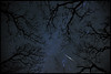 Quadrantid Meteor through Trees 2011