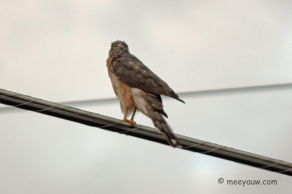 Juvenile Red-tailed Hawk  09.jpg