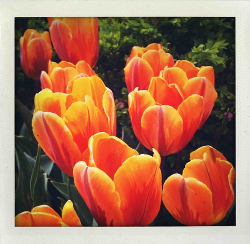 orange spring tulip