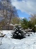 backyard under snow