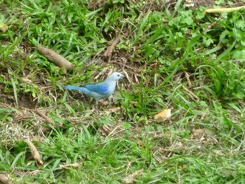 Pájaro Azul Macho