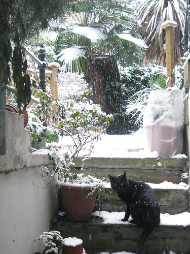 Snowy garden + Black Cat