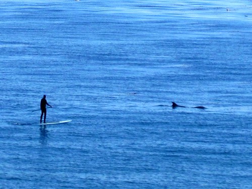 dolphins and paddlers
