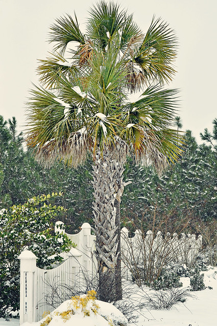 palmetto tree