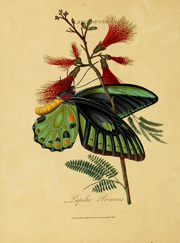 020-Papilio Priamus- An epitome of the natural history of the insects of India…1800- Edward Donovan