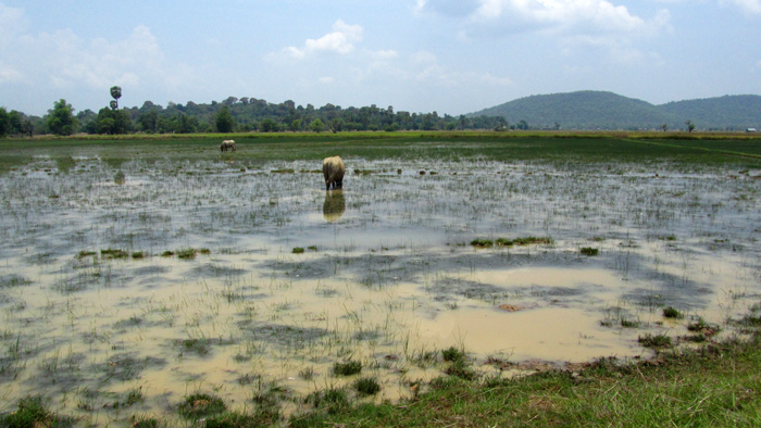 Rice Field in Laos