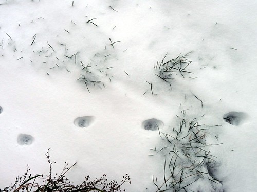 Cat walk in snow