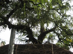 Brahma as Vanni Tree 1
