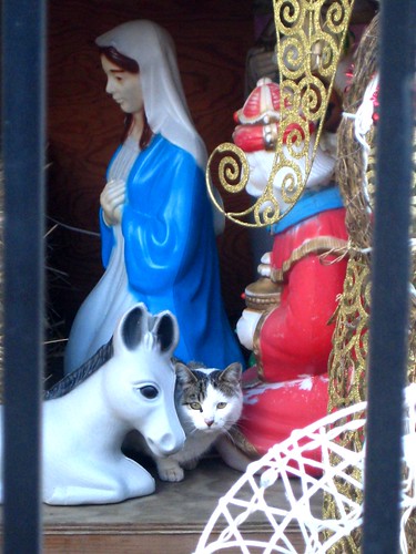 kitty in the manger