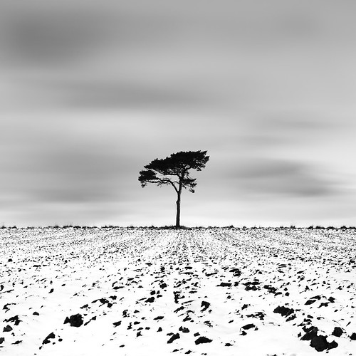A tree and some snow by Gavin Dunbar